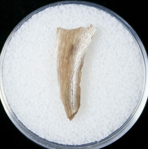 Tyrannosaurid Tooth Fragment - Montana #15198